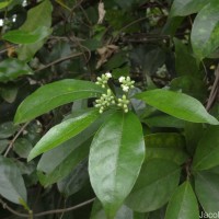 Gynochthodes umbellata (L.) Razafim. & B.Bremer